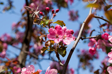 beautiful trees with flowers of red and pink shades