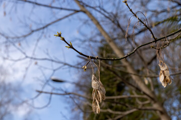 bare maple trees in the spring season in the park