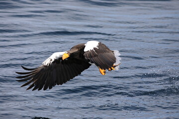 Steller's sea eagle (Haliaeetus pelagicus) in Hokkaido, North Japan