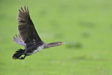 kormoran phalacrocorax carbo