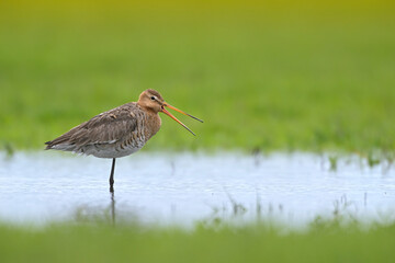 Uferschnepfe Limosa limosa