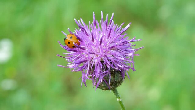 Red ladybug with dots on thistle flowers blowing in wind. Green field background