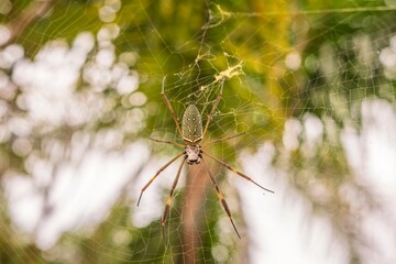 Spider close up. Golden Silk Orb-Weaver spider on the web and blurred background.