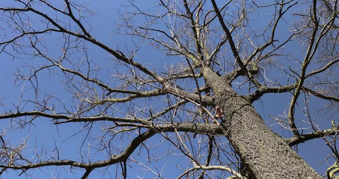 leafless trees in sunny weather in spring, tree branches without foliage in early spring