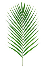 パームツリーの葉