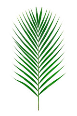 パームツリーの葉