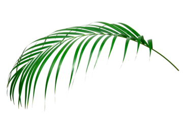 パームツリーの葉