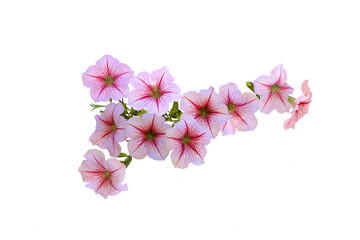 Isolated image of beautiful petunia flowers on png file with transparent background.