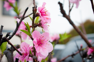 Obraz premium ピンクの花