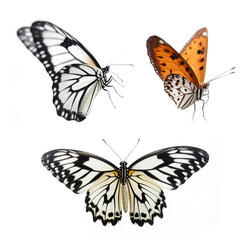 Fototapeta premium Butterfly isolated on white background. Generative ai. 