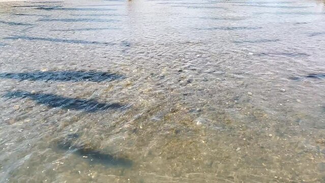 川を泳ぐ鯉のぼりの群れの影