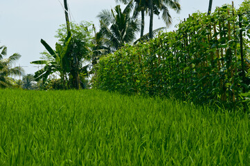 Fresh Green Countryside Landscape With Long Bean Plants On Its Side At Ringdikit, Bali, Indonesia