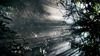 jungle in the rays of the sun through smoke, beautiful background with haze