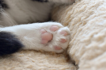 Cat toe beans in cat bed. Tabby cat sitting in bed at home. Copy space is on the blurry parts of photo. Selective focus.