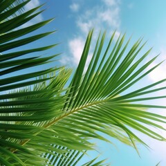 palm tree leaves against sky.