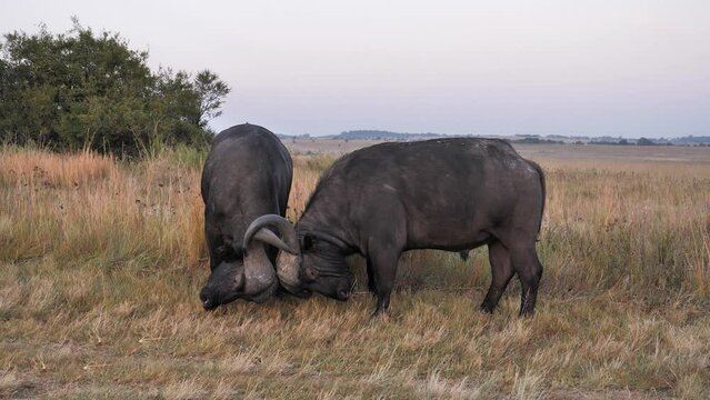 Two bull African Buffalo half-heartedly spar on dry grass savanna