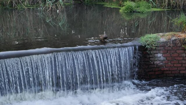 African Black Duck stands at edge of small river weir waterfall
