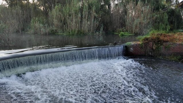 Morning mist drifts on pond at wier dam, African Black Duck at weir