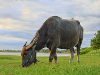 Fototapeta premium buffalo in the field