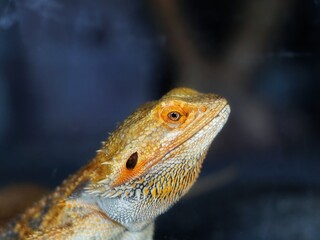 close up of a lizard