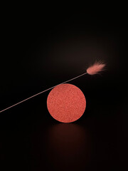 Beige bunny tail grass on black background, copy space, dried lagurus grass