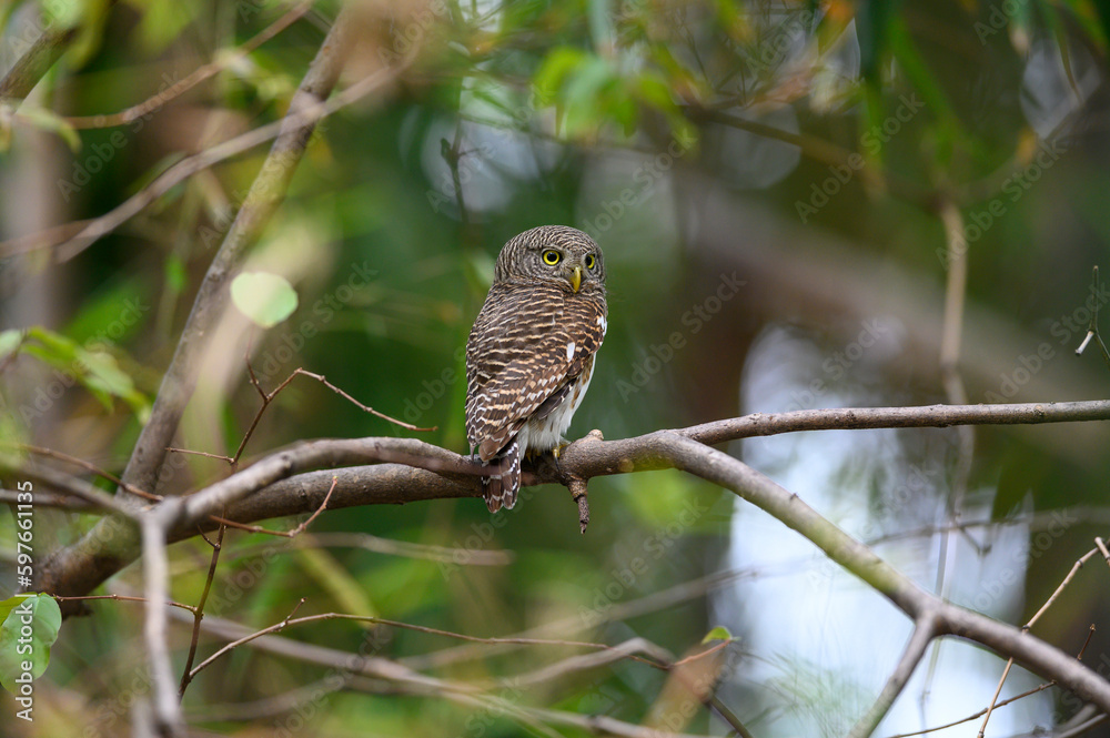 Wall mural Asian barred owlet perched on a branch