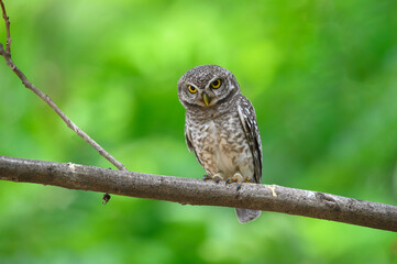  Spotted owlet perched on a branch