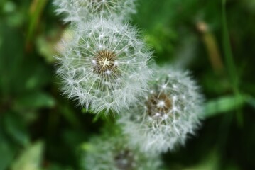 Dandelion flowers and fluff. Asteeaceae perennial plants. The spherical fluff after flowering is blown away by the wind.