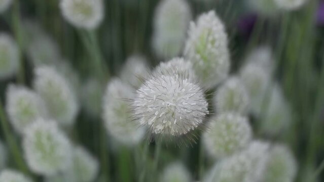 Tokyo, Japan - April 29, 2023: Closeup of bunny tails of lagurus ovatus
