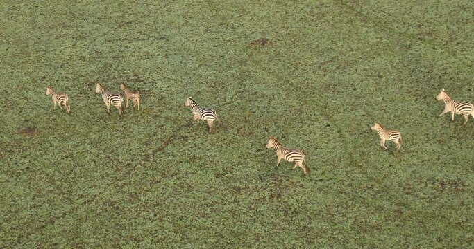 Zebra Feeding In The Grassland Kenya Africa