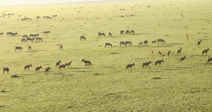 Zebra Feeding In The Grassland Kenya Africa
