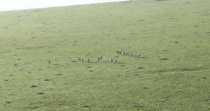Zebra Feeding In The Grassland Kenya Africa