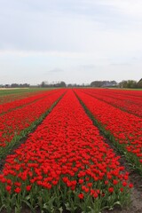 Red by fields of tulips leading to the horizon lines by trees