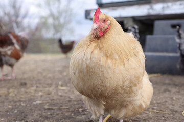 Wide angle close up view of free range white chicken in the farm