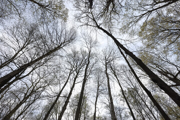 Tall trees with fresh leaves during spring time .