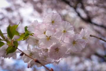 Close up view of Cherry blossom on a tree branch with shallow depth of field.