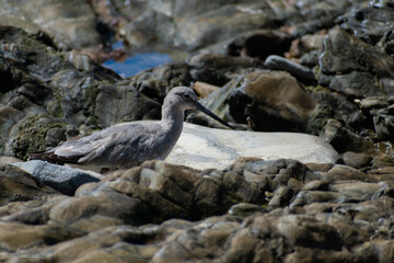 A grey sanderling standing amidst ocean soaked rocks on a bright day