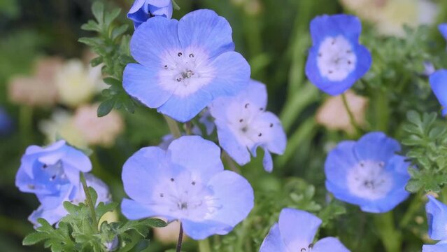 Tokyo, Japan - April 29, 2023: Closeup of blue nemophila or rurikarakusa flowers
