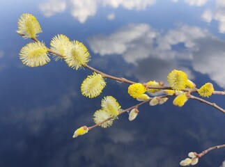 Yellow willow flower buds against a blue lake, with reflection of white clouds. Spring landscape with willow and pond. Holly willow Salix caprea 