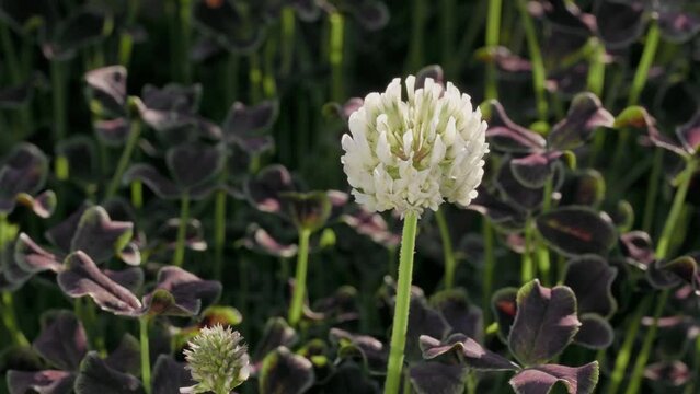 Tokyo, Japan - April 29, 2023: Closeup of white clover flowers in a garden
