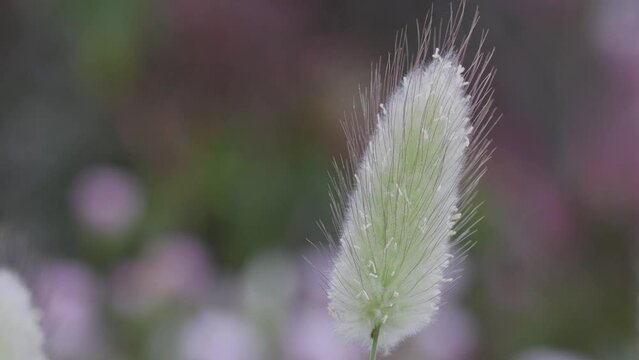 Tokyo, Japan - April 29, 2023: Closeup of bunny tails of lagurus ovatus
