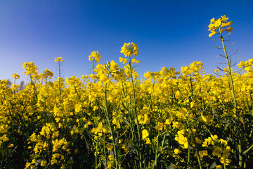 Fototapeta premium Yellow color rapeseed field and blue sky