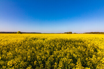 Yellow color rapeseed field and blue sky
