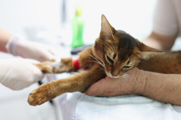 Owner holds cat while veterinarian takes blood for test
