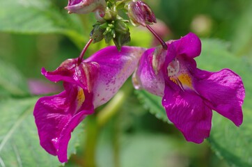 Lmpatiens textori (Tsurifune-sou), a species of annual herb classified in the family Balsaminaceae