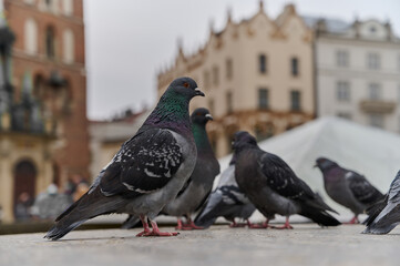 Close up view of flock of pigeons. Gray and black birds walking over central street. Pigeons looking for some food.