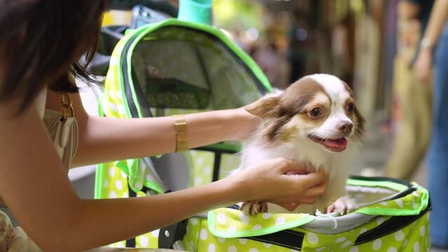 Happy Asian woman playing with chihuahua dog in pet stroller during walking in pets friendly shopping mall. Domestic dog and owner enjoy urban outdoor lifestyle travel city together on summer vacation