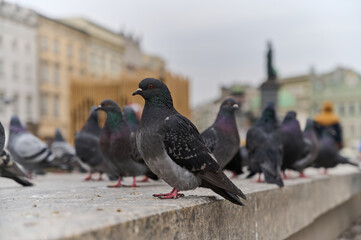 Pigeons sitting on curb in square. Flock of birds looking for some food. City pigeons walking in centre.
