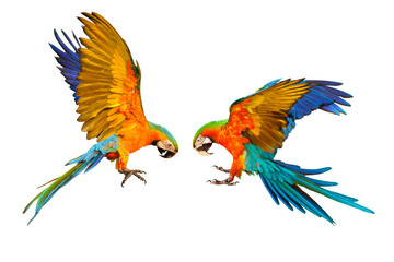 Catalina parrot and Harlequin macaw flying isolated on isolated on transparent background png file