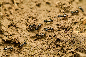 Close up view of group of ants building anthill. Dozen ants running on ground. Black insects looking for food.